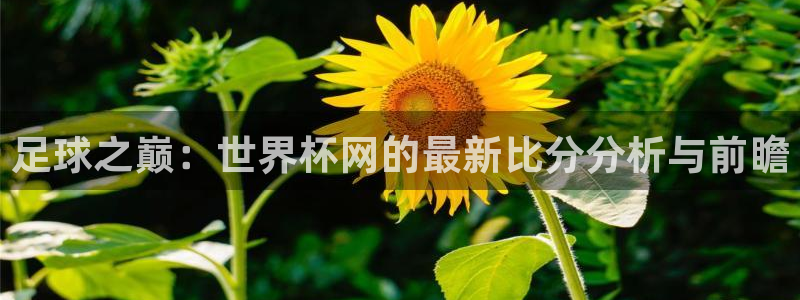 亚洲杯足球:足球之巅:世界杯网的最新比分分析与前瞻